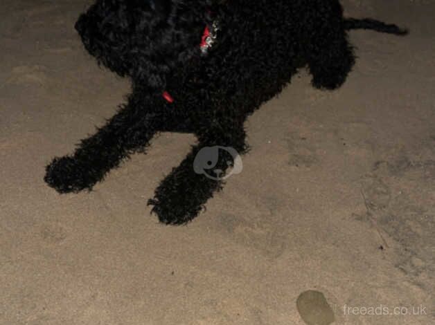 Female cockapoo for sale in Darlington, County Durham - Image 1