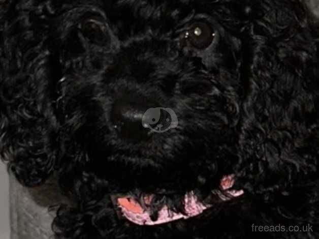 Cockapoo Puppies for sale in County Durham