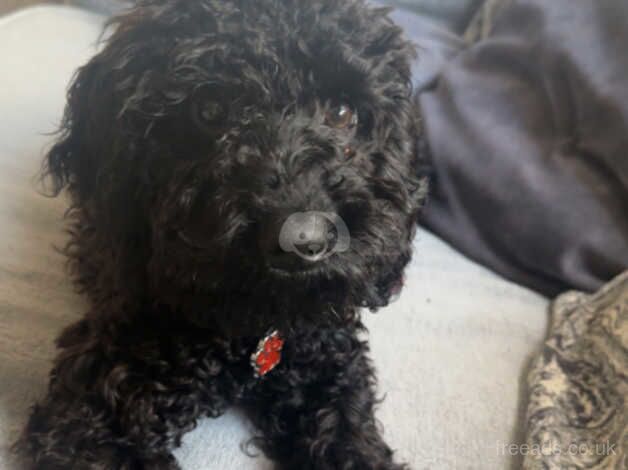 Female cockapoo for sale in Darlington, County Durham - Image 4