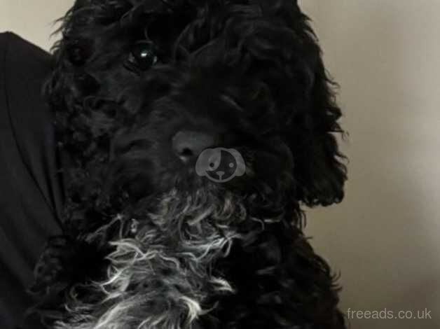 Female Cockapoo for sale in Exeter, Devon