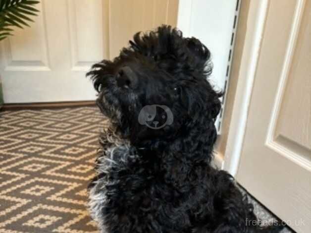 Female Cockapoo for sale in Exeter, Devon - Image 2