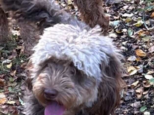 Female cockapoo for sale in Kirkcaldy, Fife - Image 1