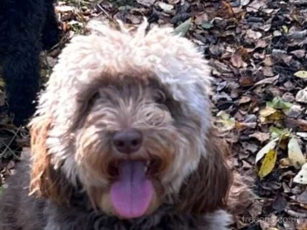 Female cockapoo for sale in Kirkcaldy, Fife - Image 2