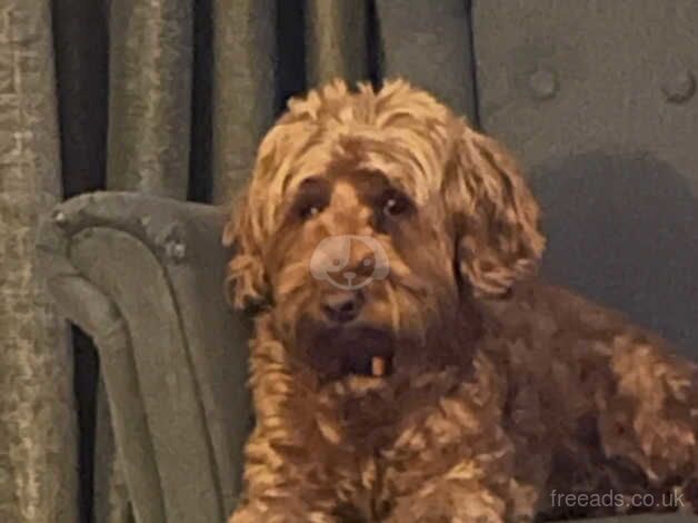 Female cockapoo for sale in Kirkcaldy, Fife