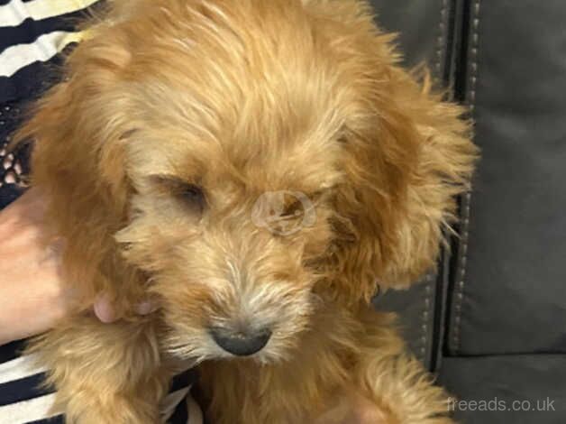 Female cockapoo for sale in Mountain Ash/Aberpennar, Rhondda Cynon Taf