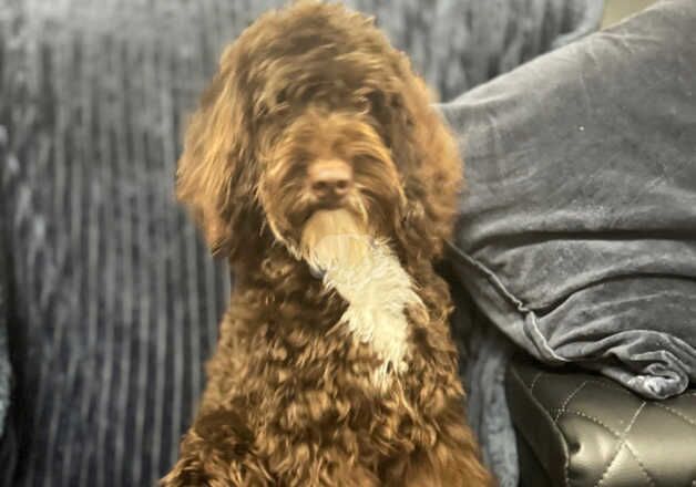 Female cockapoo for sale in Southampton, Hampshire