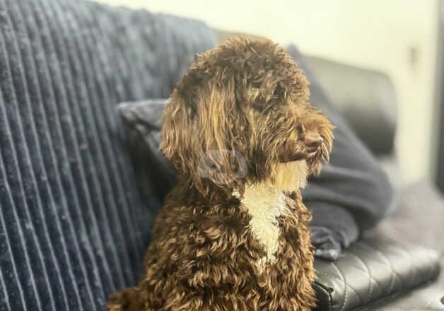 Female cockapoo for sale in Southampton, Hampshire - Image 3