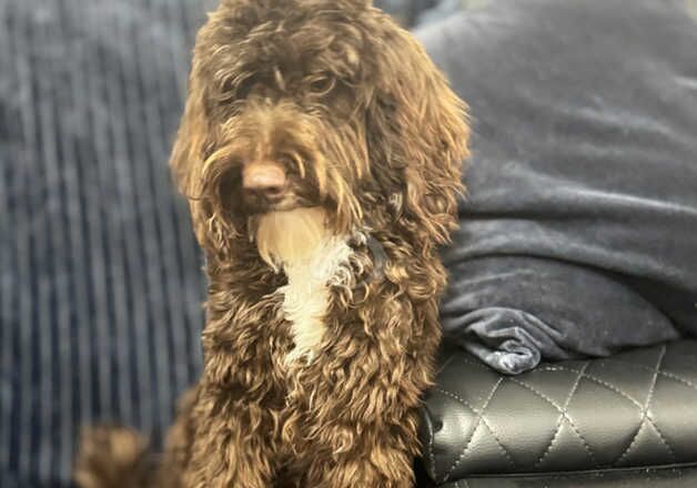 Female cockapoo for sale in Southampton, Hampshire - Image 4