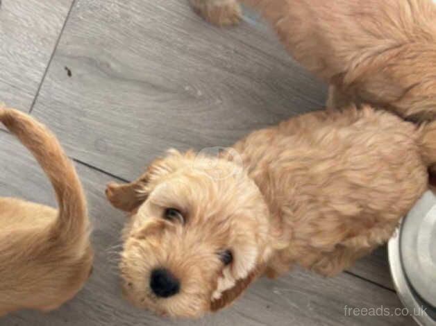 Female Cockapoo Puppies for sale in Islington, Islington, Greater London - Image 1