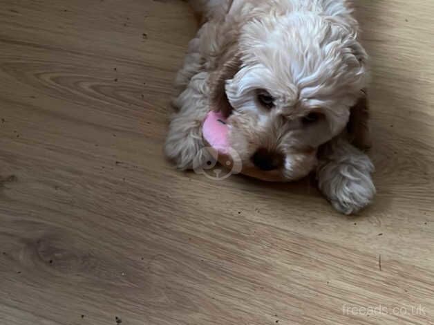 Female Cockapoo Puppies for sale in Islington, Islington, Greater London - Image 2