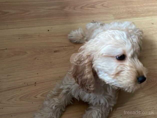 Female Cockapoo Puppies for sale in Islington, Islington, Greater London - Image 3