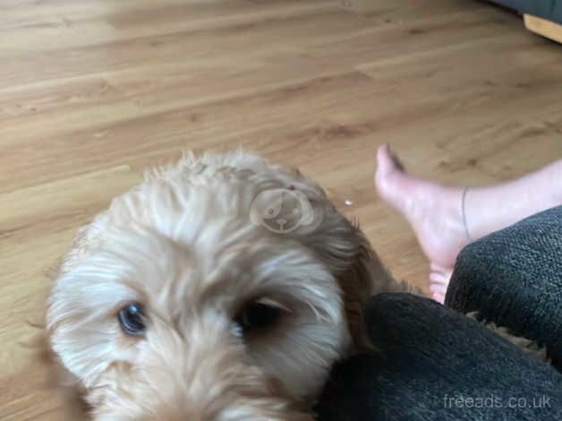 Female Cockapoo Puppies for sale in Islington, Islington, Greater London - Image 4