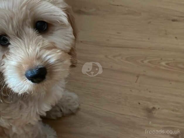 Female Cockapoo Puppies for sale in Islington, Islington, Greater London - Image 5