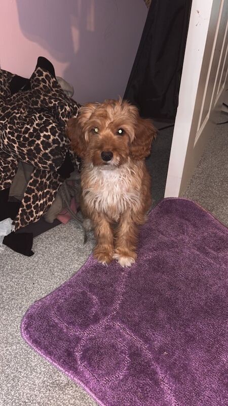 Female cockapoo puppy for sale in Rochester, Kent