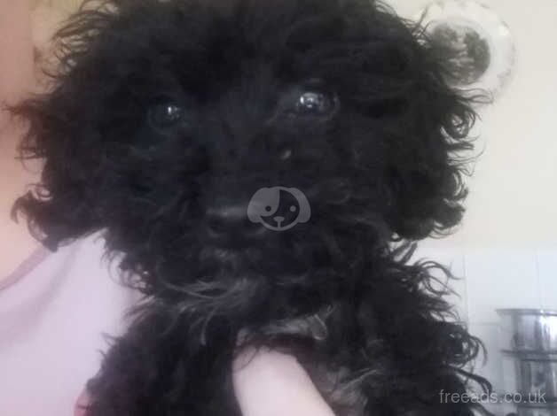 Female cockapoo puppy for sale in Mansfield, East Ayrshire - Image 3