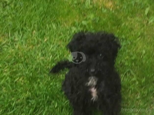 Female cockapoo puppy for sale in Mansfield, East Ayrshire - Image 4