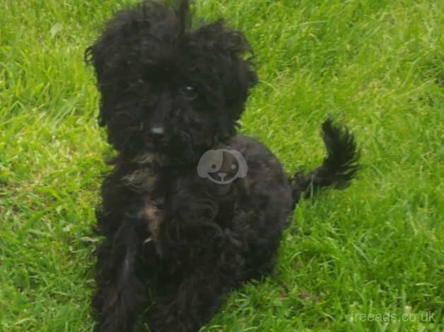 Female cockapoo puppy for sale in Mansfield, East Ayrshire - Image 5