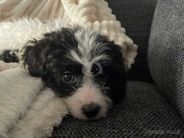 Female cockapoo puppy for sale in Woking, Surrey - Image 1