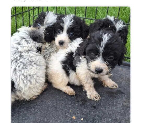 Female cockapoo puppy for sale in Woking, Surrey - Image 3