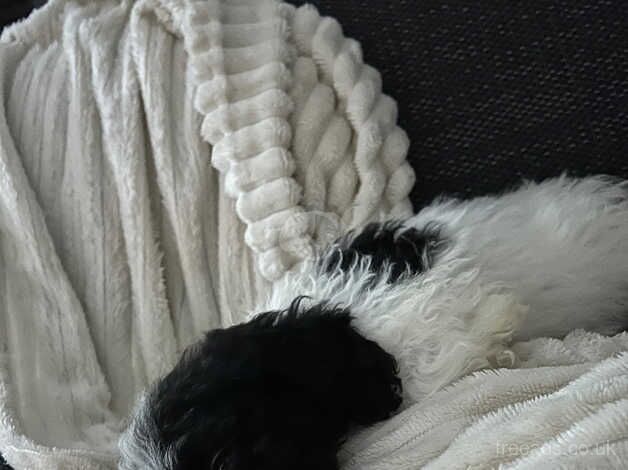 Female cockapoo puppy for sale in Woking, Surrey - Image 4