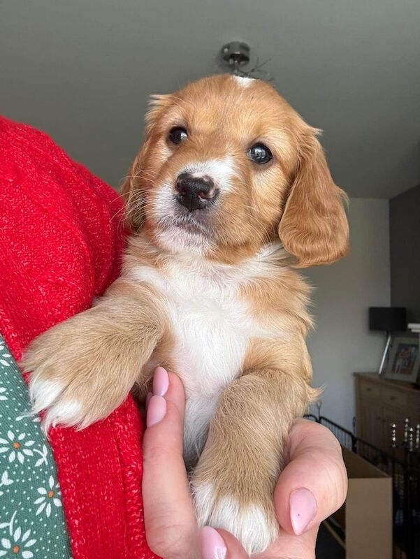 Female Cockapoo Pups for sale in Coleraine, County Londonderry