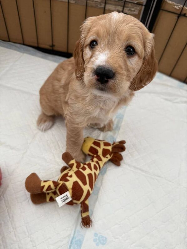 Female Cockapoo Pups for sale in Coleraine, County Londonderry - Image 2