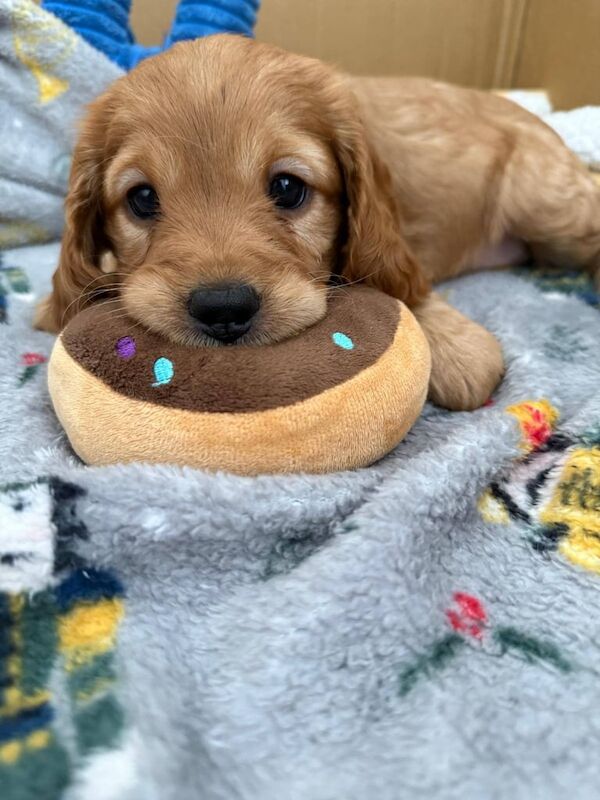 Female Cockapoo Pups for sale in Coleraine, County Londonderry - Image 3