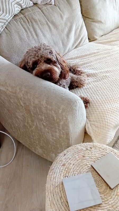 Female cockapoo wanted for sale in Manchester, Greater Manchester