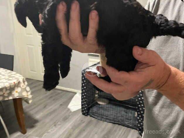 Cockapoo Puppies for sale in South Yorkshire