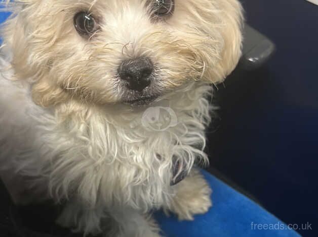 Female puppy Cockapoo for sale in Nottingham, Nottinghamshire