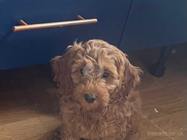 Female Red Cockapoo Puppy for sale in Wakefield, West Yorkshire