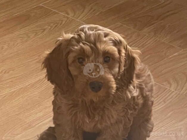 Female Red Cockapoo Puppy for sale in Wakefield, West Yorkshire - Image 2