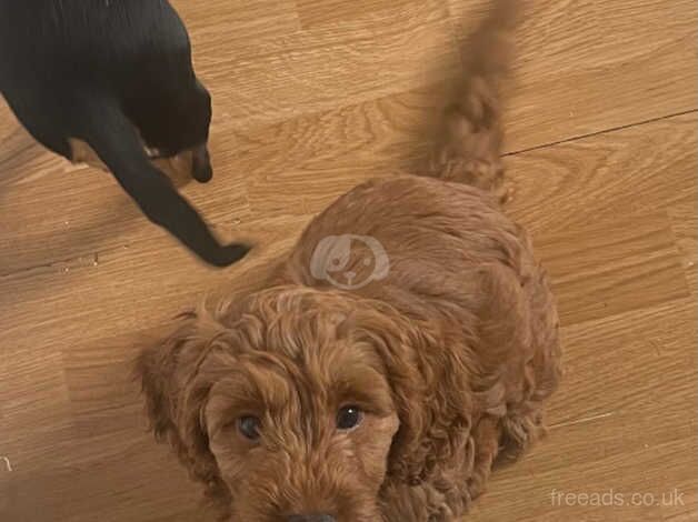 Female Red Cockapoo Puppy for sale in Wakefield, West Yorkshire - Image 3