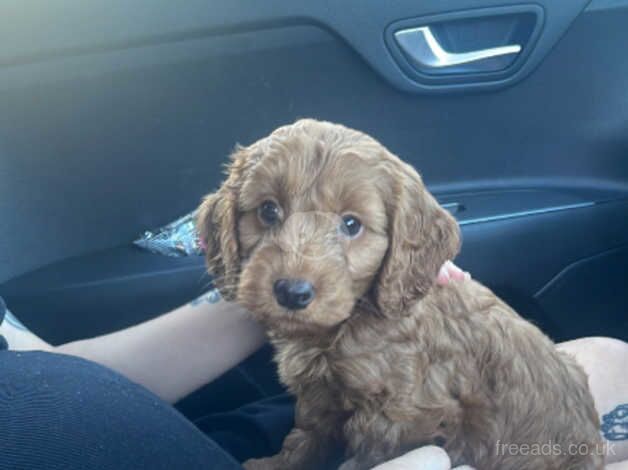 Female Red Cockapoo Puppy for sale in Wakefield, West Yorkshire - Image 4