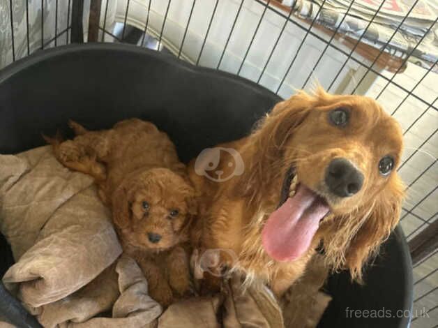 Female Red Cockapoo Puppy for sale in Wakefield, West Yorkshire - Image 5