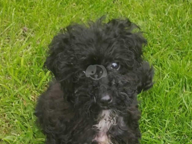 Female toy cockapoo puppy female for sale in Mansfield, East Ayrshire