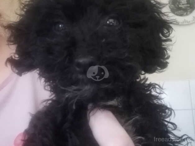 Female toy cockapoo puppy female for sale in Mansfield, East Ayrshire - Image 2