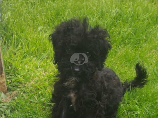 Female toy cockapoo puppy female for sale in Mansfield, East Ayrshire - Image 4