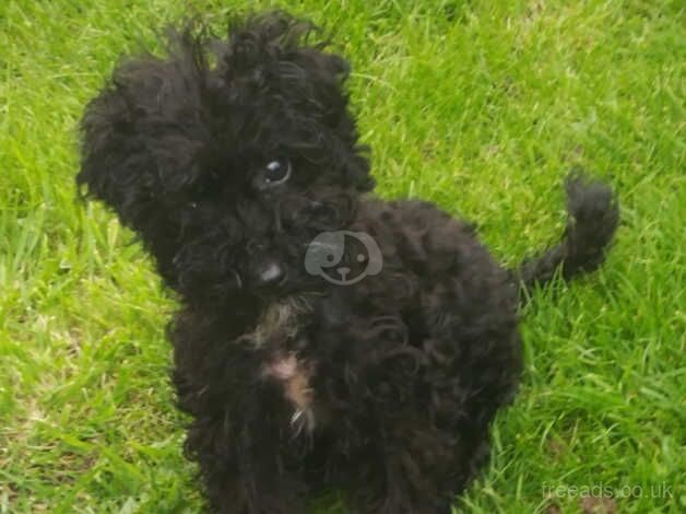 Female toy cockapoo puppy female for sale in Mansfield, East Ayrshire - Image 5