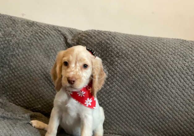 FOUR COCKAPOO PUPPIES 3 GIRLS 1 BOY READY NOW GREAT YARMOUTH for sale in Great Yarmouth, Norfolk