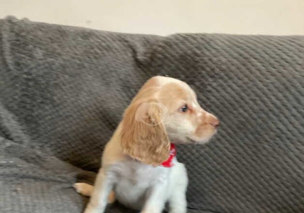 FOUR COCKAPOO PUPPIES 3 GIRLS 1 BOY READY NOW GREAT YARMOUTH for sale in Great Yarmouth, Norfolk - Image 2