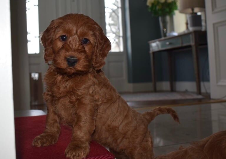 Fox Red cockapoo pups for sale in Warrenpoint, County Down