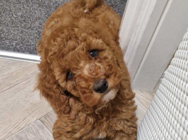 Fox Red F1b Cockapoo Male ( Dna tested Parents) for sale in Barnsley, South Yorkshire