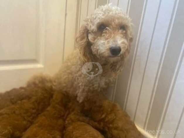 Fox Red F1b Cockapoo Male ( Dna tested Parents) for sale in Barnsley, South Yorkshire - Image 2