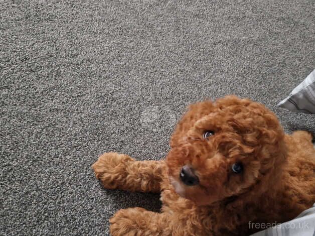 Fox Red F1b Cockapoo Male ( Dna tested Parents) for sale in Barnsley, South Yorkshire - Image 3