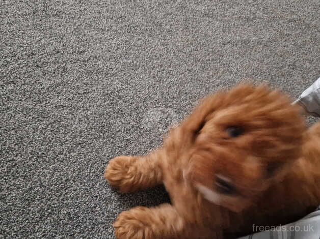 Fox Red F1b Cockapoo Male ( Dna tested Parents) for sale in Barnsley, South Yorkshire - Image 4