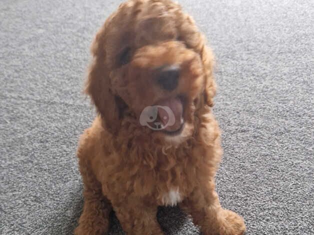 Fox Red F1b Cockapoo Male ( Dna tested Parents) for sale in Barnsley, South Yorkshire - Image 5