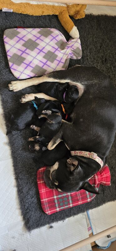 French bulldog x Cockapoo for sale in Hastings, East Sussex - Image 2