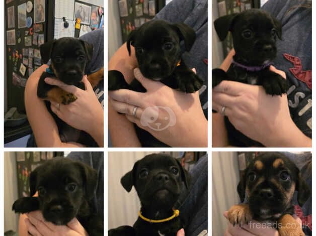 Frenchipoos (French Bulldog X Cockapoo puppies) for sale in Seaford, East Sussex