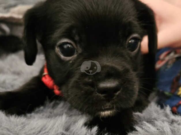 Cockapoo Puppies for sale in East Sussex